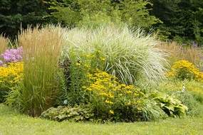 Cutting back perennials